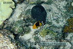 Rock Beauty (Holacanthus tricolor)